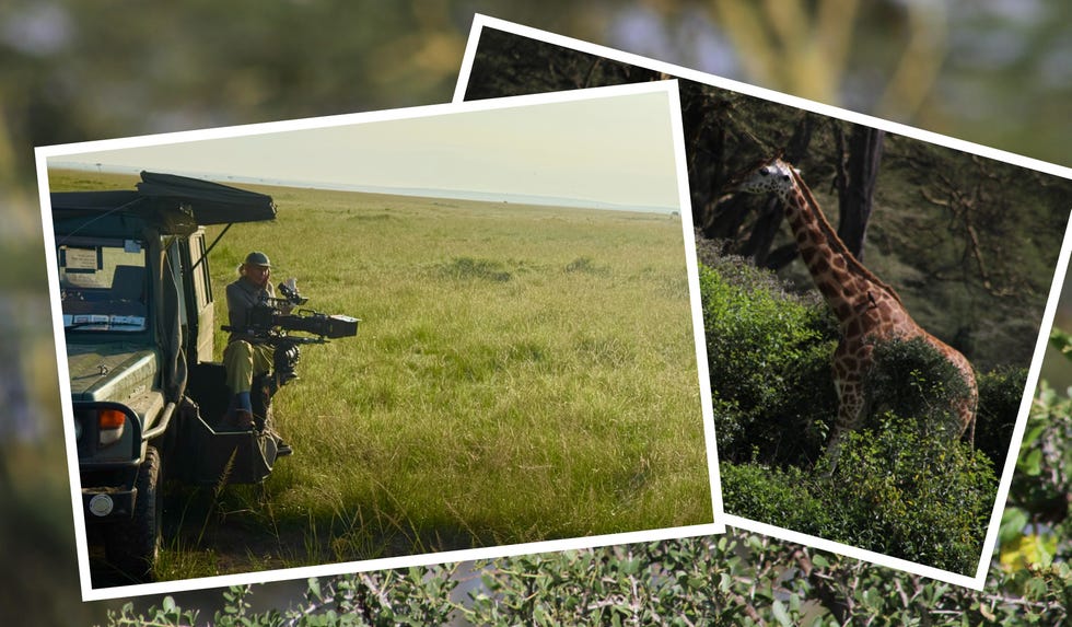 A filmmaker capturing wildlife in a grassland, with a giraffe partially hidden in bushes nearby.