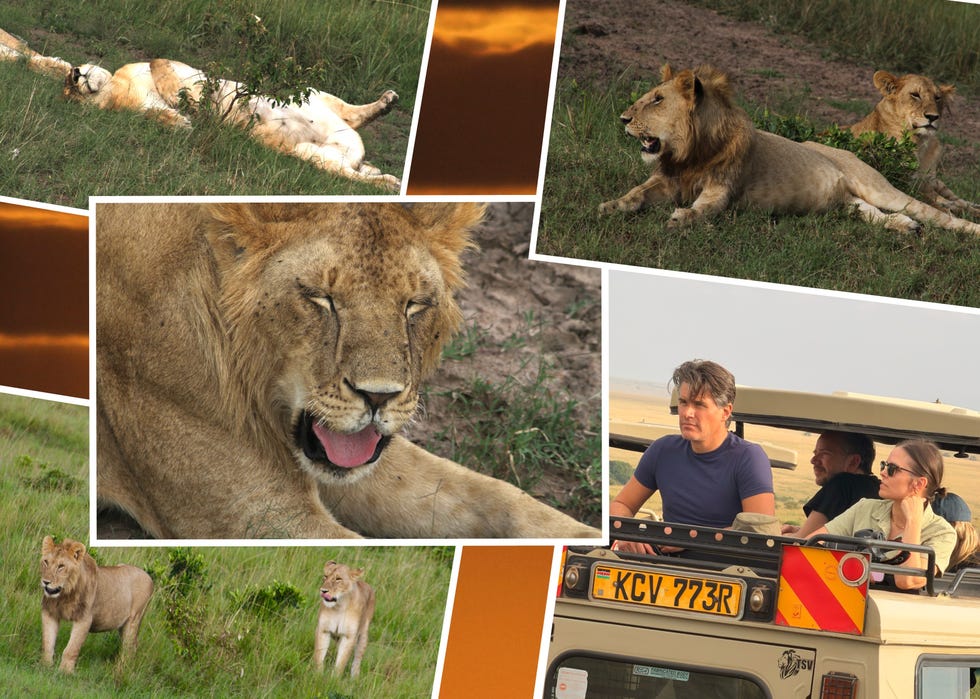 lions