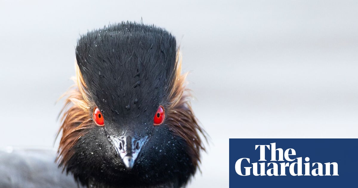 ‘Nature thrives when given a chance’: restored Cheshire wetland now a haven for rare grebe | Birds