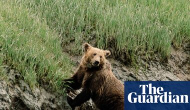 ‘We humans are inept at taking care of baby animals’: why well-fed orphan bears die in the wild | Animals