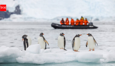 A 14-kilometre iceberg cut off food supply to an Antarctic penguin colony, and chick numbers dropped by 69% in one breeding season