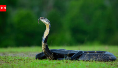 Mushroom hunters entered a Nepal forest and found a nest built by the only snake known to make one. Officials have now restricted access while conservationists monitor the site