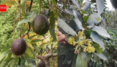 Scientists solve the 100-year-old mystery behind why avocado flowers change sex over two days |