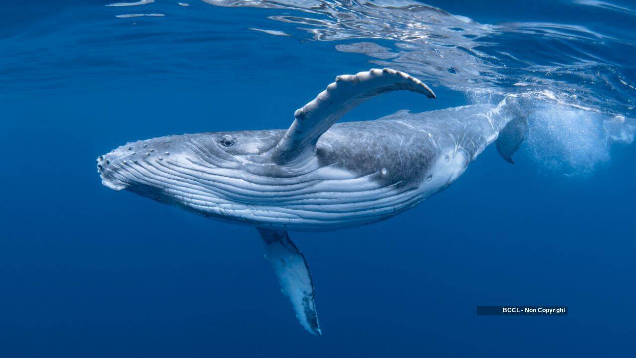 humpback whale humpback whale