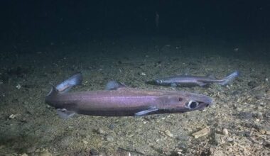 What 319 Lanternsharks Tell Us About A Changing Ocean