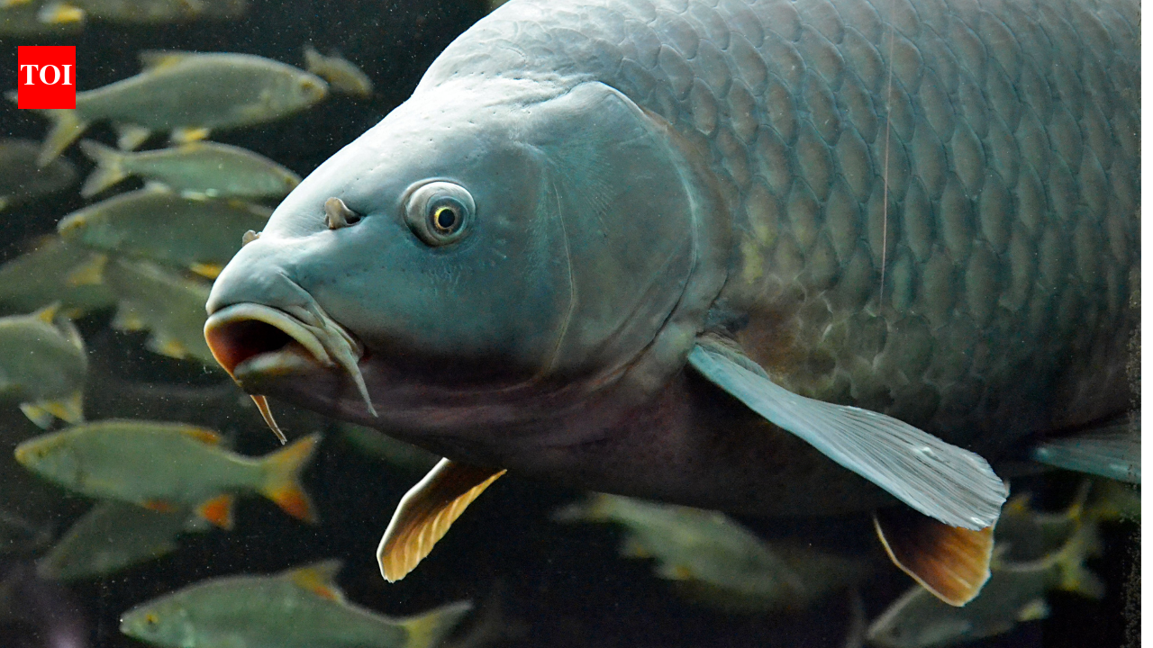In 1877, America distributed carp across the country for food; escaped populations later uprooted underwater plants that native fish rely on | World News