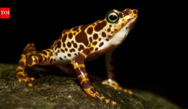 South American frogs are losing their poisonous skin which keeps them safe from predators: Scientists reveal how they could get it back |