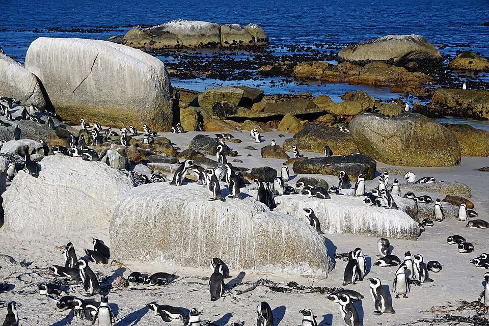 Critically endangered, and thriving on one small South African beach. Image Credits: Wikimedia Commons Image