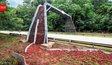 Australia has built bridges just for crabs so millions of red crabs can safely migrate across Christmas Island every year |