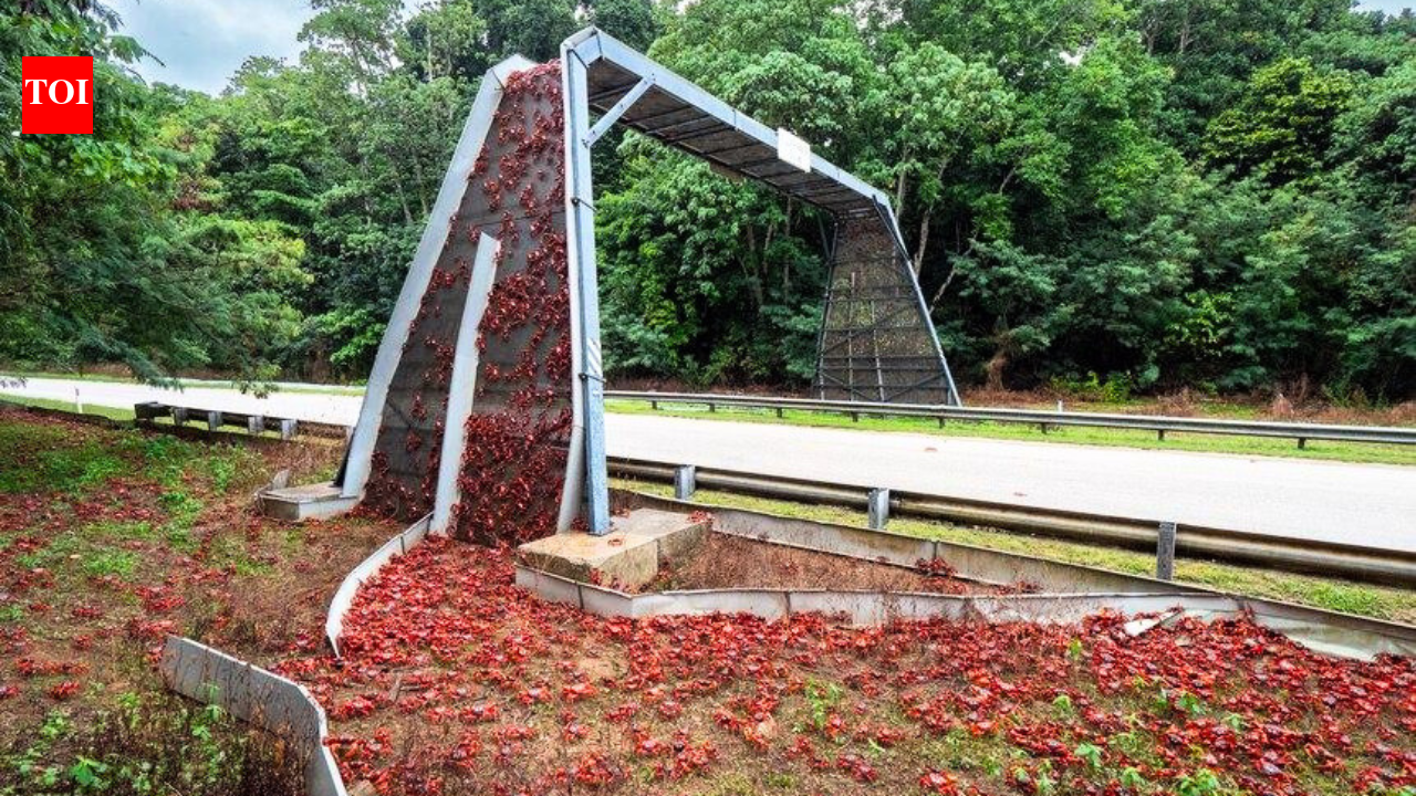 Australia has built bridges just for crabs so millions of red crabs can safely migrate across Christmas Island every year |