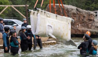 More belugas from Marineland in Niagara Falls, Ont., head to new home in U.S.