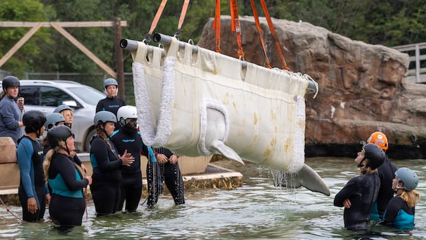More belugas from Marineland in Niagara Falls, Ont., head to new home in U.S.