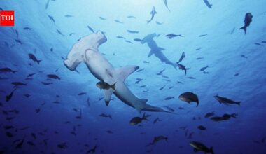 As UK oceans warm up, experts warn great white sharks are 'already lurking off beaches' and another toothy predator could follow