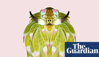 ‘You’d want one as a pet’: the irresistibly cute solar-powered sea slug | Invertebrates