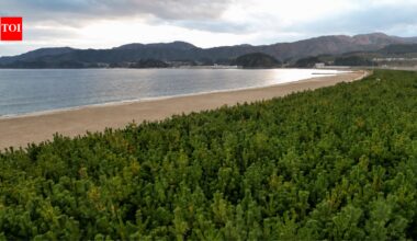 After Japan's devastating 2011 tsunami, volunteers have planted more than 680,000 trees to protect the coast from future tsunamis | World News