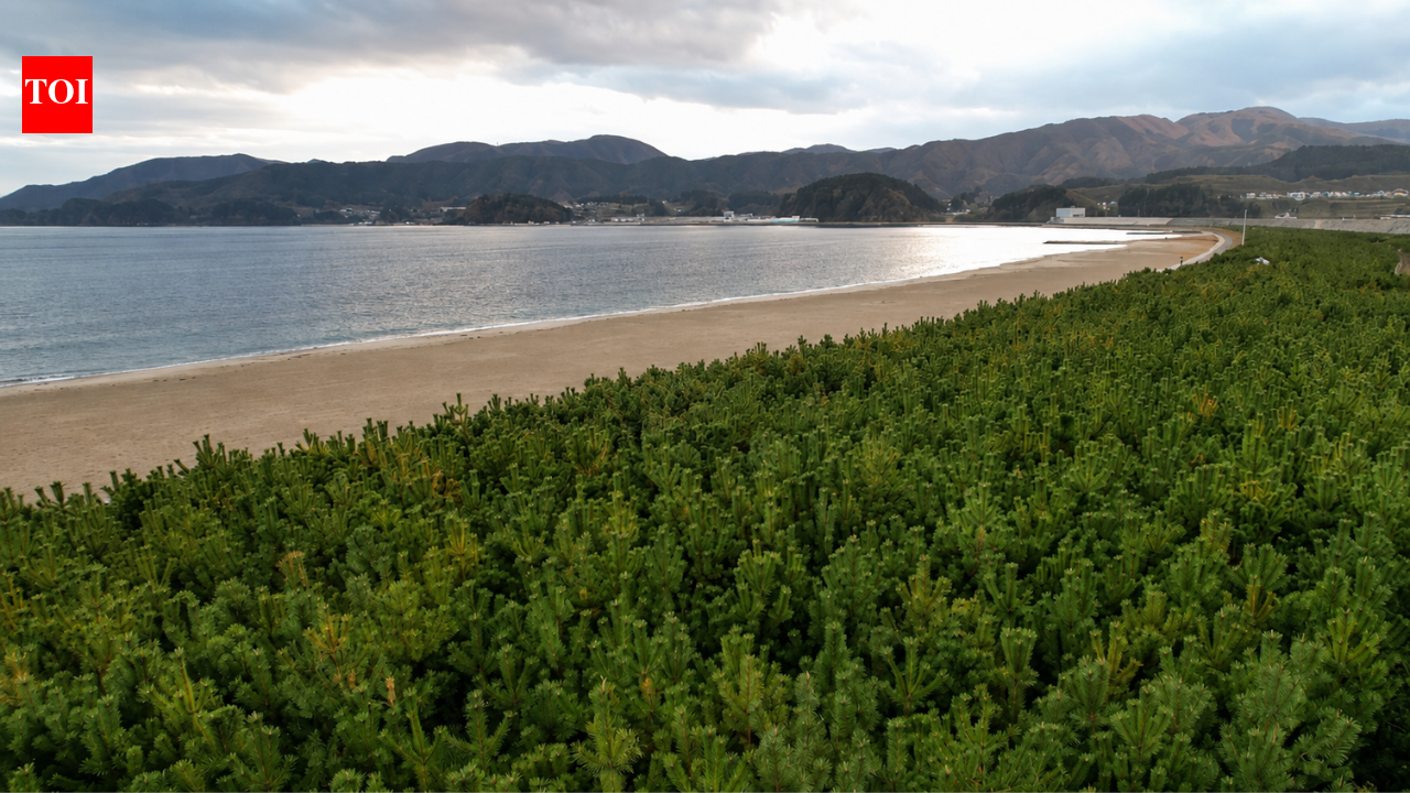 After Japan's devastating 2011 tsunami, volunteers have planted more than 680,000 trees to protect the coast from future tsunamis | World News