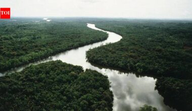 In 2003, China planted small islands of native trees along a degraded river; 20 years later they held only 19–30% of an intact forest’s diversity and biomass