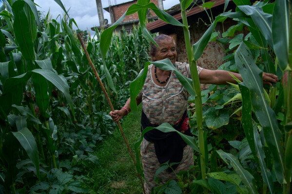 Debaka Karki, 71, checks for damaged maize crop after a raid by monkeys at Dharamghar, Dolakha district 86km east from Kathmandu, Nepal, Saturday, July 25, 2026. (AP Photo/Niranjan Shrestha)