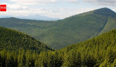 Since 2018, Europe’s forests have lost 46% more biomass per hectare each year; drought and bark beetles are weakening a carbon sink that stored 72% less CO2 in 2020–2022