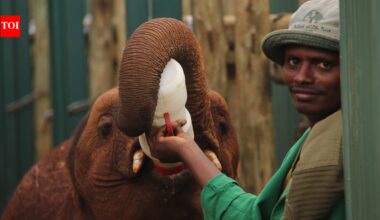 In the 1970s, a Kenyan conservationist spent years perfecting milk for baby elephants: Her formula has helped save more than 300