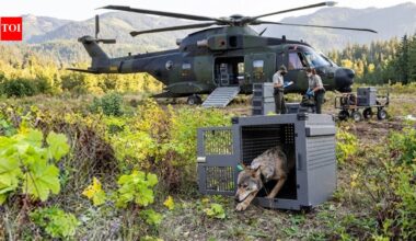 In 2018–2019, the U.S. airlifted 19 wolves to Isle Royale after inbreeding left just two; by 2026, wolves had reached 37, and moose had fallen 75%, from 2,000 to 524 | World News