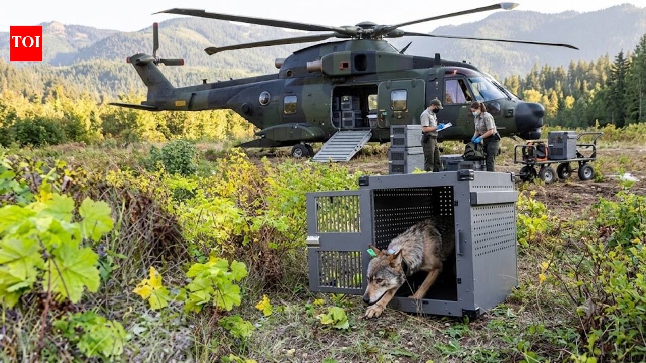In 2018–2019, the U.S. airlifted 19 wolves to Isle Royale after inbreeding left just two; by 2026, wolves had reached 37, and moose had fallen 75%, from 2,000 to 524 | World News
