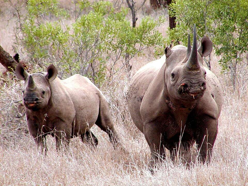 Black rhino numbers fell to under 2,500 by the mid-1990s before conservation efforts helped them recover. Image Credits: Wikimedia Commons Image