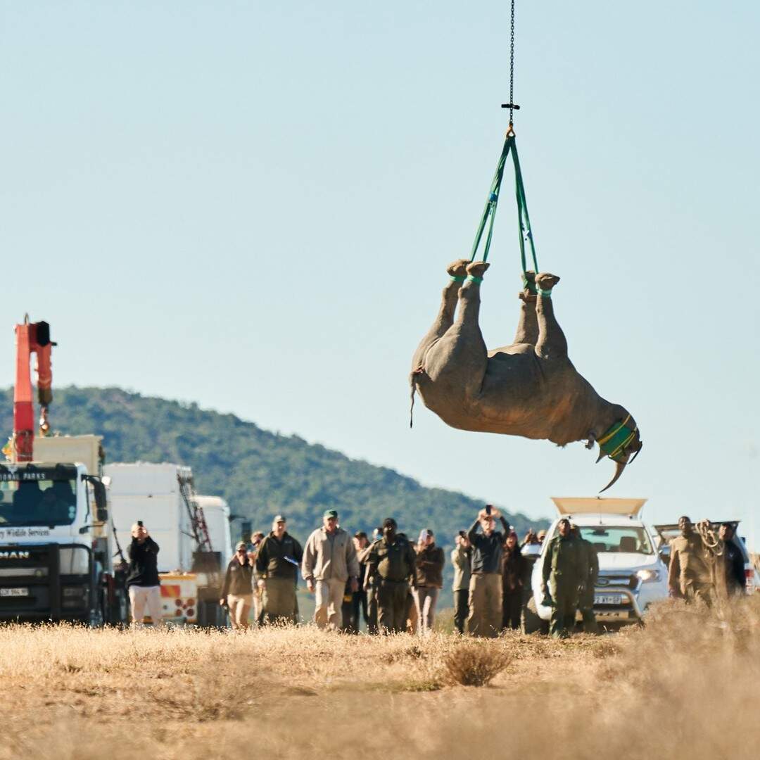 Strapped by the ankles and airborne: the method now used across BRREP's translocation sites. Image Credits: @wwfblackrhinoproject/Instagram Image