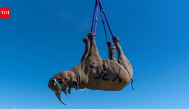 In 2012, South Africa began airlifting black rhinos upside down from remote terrain to expand their range; the conservation program has since helped establish 17 new populations | World News
