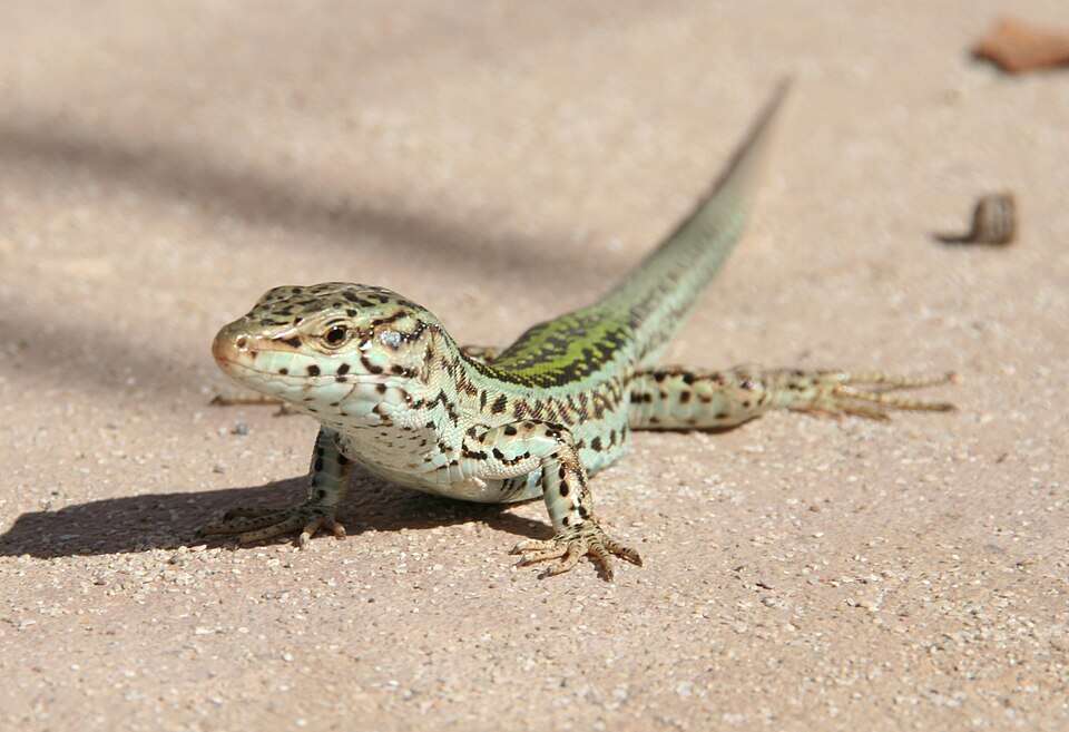 A keystone species, the lizard pollinates flowers, eats insects and disperses seeds across the island. Image Credits: Wikimedia Commons Image