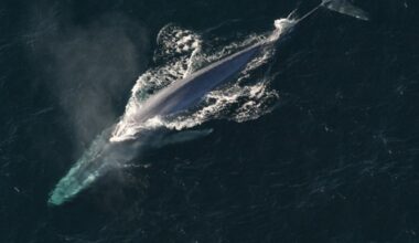 10 of the biggest animals to ever exist in the world's oceans