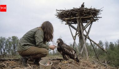In 1976, a 26-year-old biologist camped alone beneath a 35-foot artificial eagle nest: One chick she raised went on to father around 70 more
