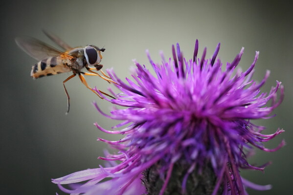 A fly feeds on flower nectar in a forest on a sunny day in outskirts of Tallinn, Estonia, Saturday, Aug. 8, 2026. (AP Photo/Sergei Grits)