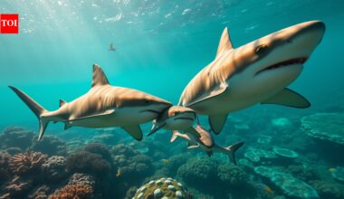 Bull sharks in Fiji repeatedly meet at the same reef, and scientists found they slightly prefer spending time with relatives |
