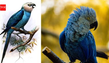 Brazil lost the Spix’s macaw from the wild for more than 20 years, then conservationists released captive-bred birds back into the Caatinga | World News