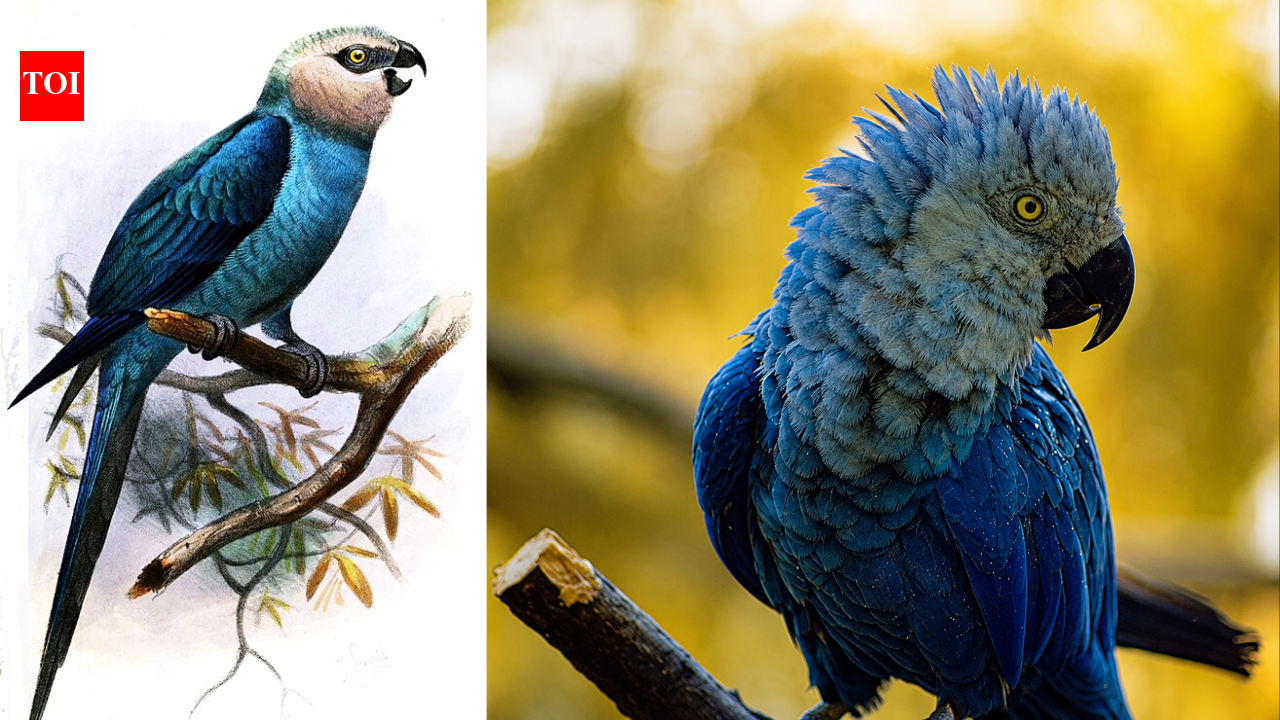 Brazil lost the Spix’s macaw from the wild for more than 20 years, then conservationists released captive-bred birds back into the Caatinga | World News
