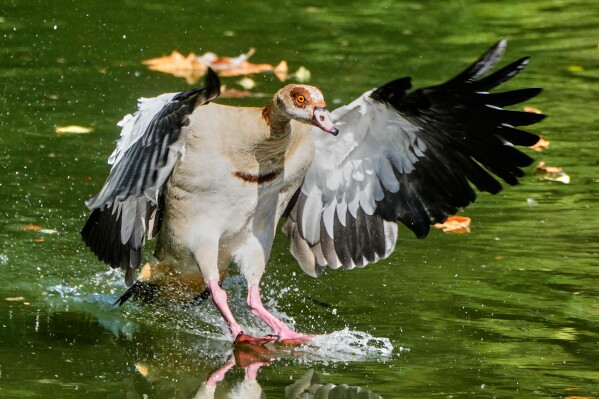 An Egyptian goose lands on the river Main in Frankfurt, Germany, Tuesday, Aug. 11, 2026. (AP Photo/Michael Probst)
