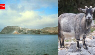In 2001, a California biologist found goats blocking new trees on a Mexican island; after 10,000 were removed, native vegetation began recovering