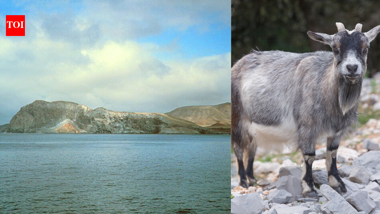 In 2001, a California biologist found goats blocking new trees on a Mexican island; after 10,000 were removed, native vegetation began recovering