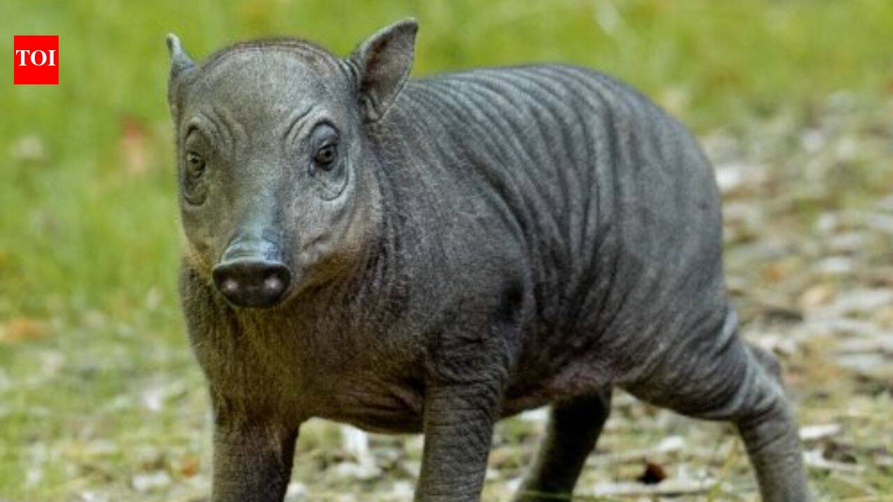Meet Rana, the rare Chester Zoo piglet that was about the size of a 'grapefruit' at birth and belongs to one of the world's strangest wild pig species