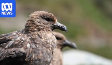 Tasmania confirms first case of deadly bird flu strain H5N1