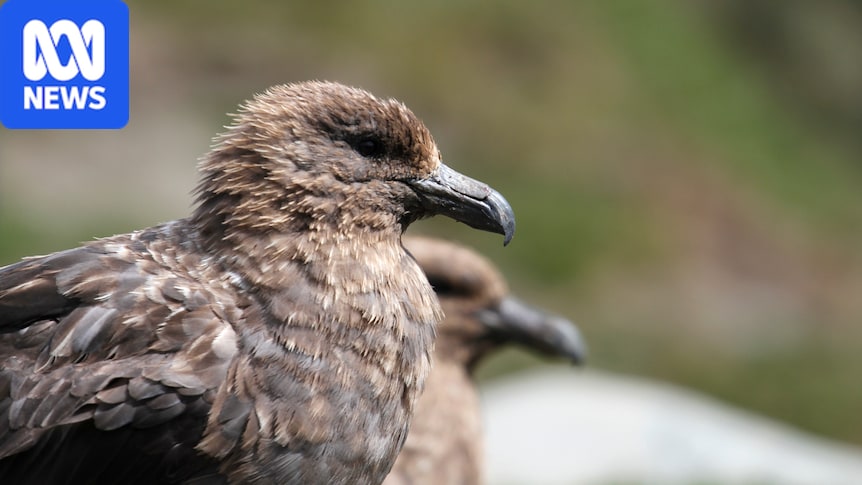 Tasmania confirms first case of deadly bird flu strain H5N1