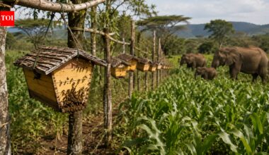 In 2024, a nine-year Kenya study showed how farmers used 365 beehives to protect crops from elephants