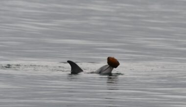 Dolphins caught on camera using seashells to catch fish for first time