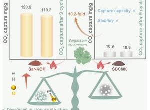 Turning Sargassum waste into a high-performance material for carbon capture