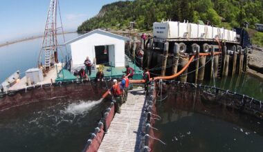 Could Maine’s new ISA rules change how salmon farms respond to outbreaks?