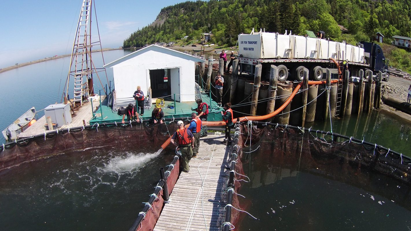 Could Maine’s new ISA rules change how salmon farms respond to outbreaks?