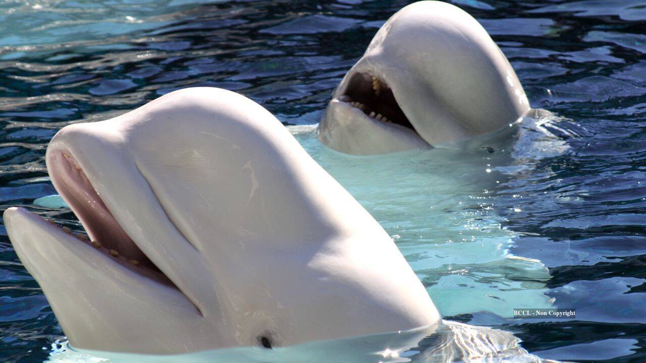 Beluga Whale (Representative image) Beluga Whale