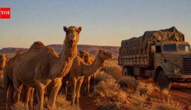 Australia’s feral camels were abandoned when trucks replaced them. More than a century later, their isolation is attracting Gulf breeders