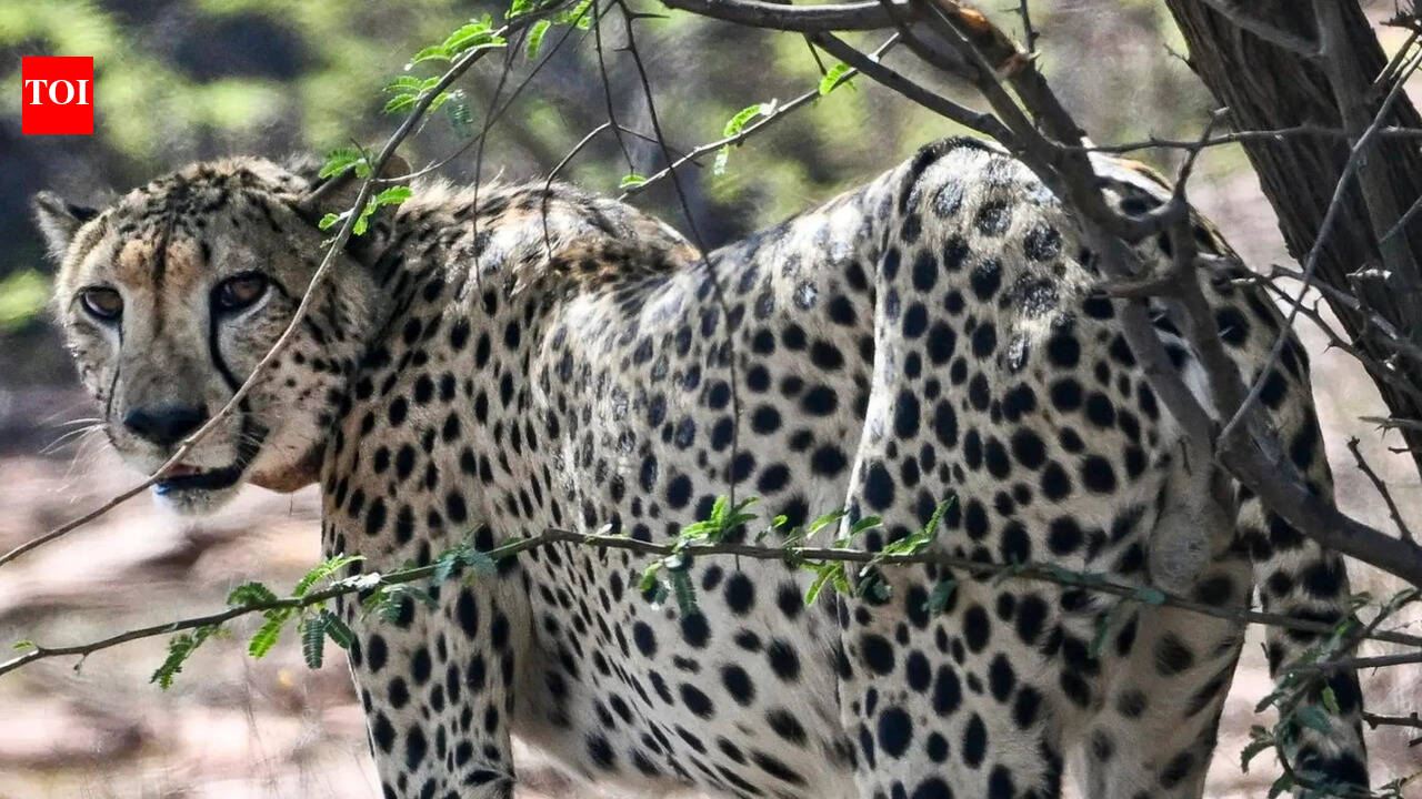 Why Kuno cheetahs keep running off to Rajasthan
